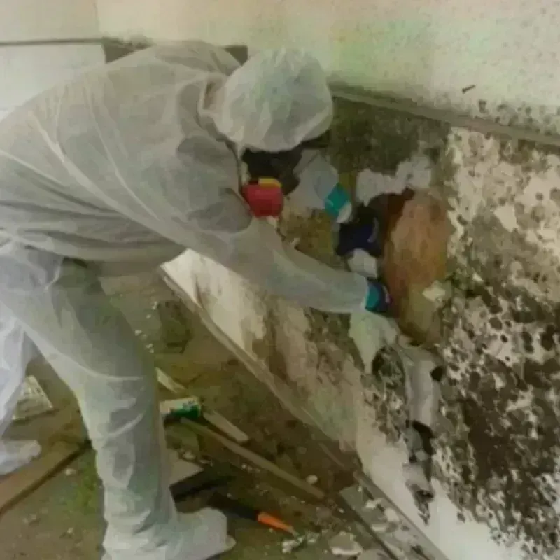 Mold Remediation and Removal in South Brooksville, FL